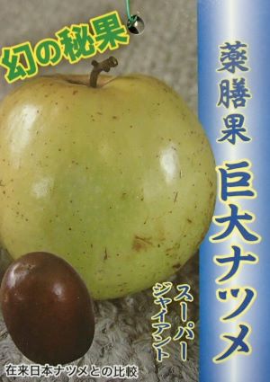 楽天市場】なつめ 苗木 【インドナツメ】 2年生 接ぎ木 ポット苗 蜜棗
