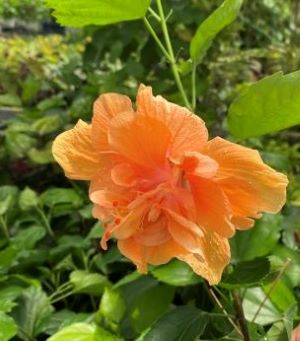 楽天市場 5寸鉢植え ハイビスカス ハイビスカス アプリコットプリンセス 熱帯植物 トロピカルフラワー ハワイアンフラワー ハイビスカス 日本花卉ガーデンセンター Annex