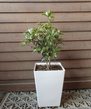 6瑣少スクェア鉢植え オニヒイラギ 変怪柊 鬼ヒイラギ Afic Association Org