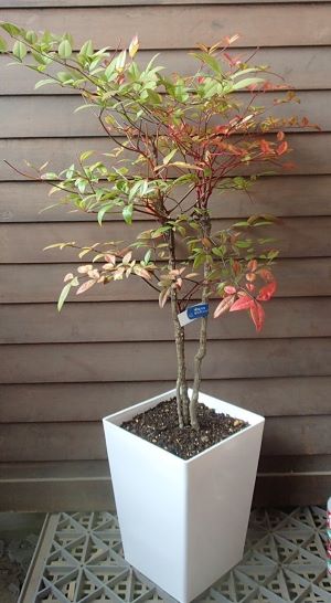 南天 鉢植え　6寸スクエア鉢植え　赤南天（アカナンテン）赤実南天　　苗　苗木　庭木