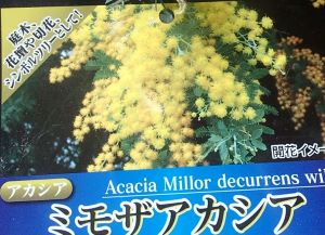 楽天市場 ミモザアカシア 6寸鉢植え 苗 苗木 アカシアの木 日本花卉ガーデンセンター Annex