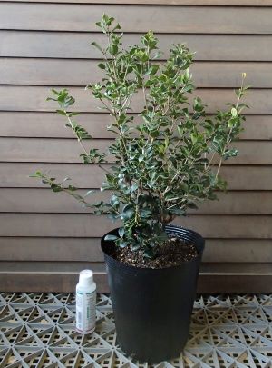 マルバヒイラギ 丸葉柊 7ポット植え Crunchusers Com