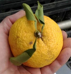 楽天市場】柚子 苗木 とげなしユズ（とげなし柚子）《果樹苗》 柑橘苗