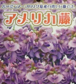 アメリカフジ アメリカ藤 8寸鉢植え 珍しい 果樹 花木 苗 植物 を日本花卉で探してみませんか 初夏と晩夏8号ポット植え マメ科フジ属開 Drismailermis Com