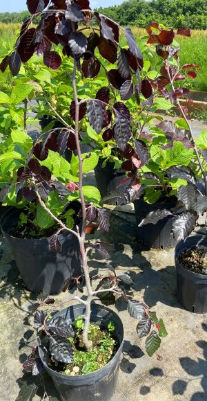 枝垂れ銅葉ブナ　6寸鉢植え　銅葉枝垂れブナ　樹高4０センチ程度（樹高の大きい画像は成長イメージです）