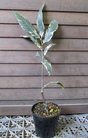 斑入り葉西洋栗 接ぎ木 4寸ポット植え Jaquemeng Com