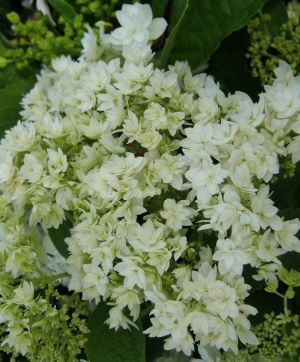 楽天市場】八重咲きアナベル 【ヘイズスターバースト】 3号ポット苗