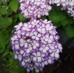 ♡さま専用　芍薬　白雪姫　苗　05〜10 6点おまとめ 楽天市場】芍薬（シャクヤク） 白雪姫 ポット植え 苗 : 日本花卉