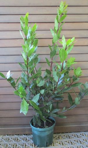 香り月桂樹 ローリエ 6寸鉢植え 選抜種 Liceochiloe Cl