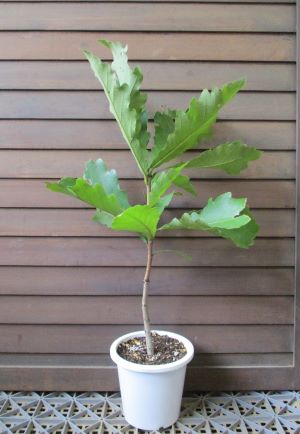 カシワ（柏の木）　苗　苗木　　5寸鉢植え　カシワノキ