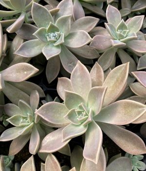 楽天市場】多肉植物 sw石蓮花 食べれる多肉植物 セキレンカ 血糖値低下