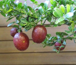 楽天市場】【5寸鉢植】ストロベリーグァバ（赤実グアバ）レッド