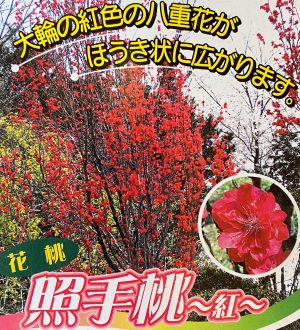 楽天市場】花桃 苗 霞の里 花桃 苗木 カスミノサト かすみのさと【庭木