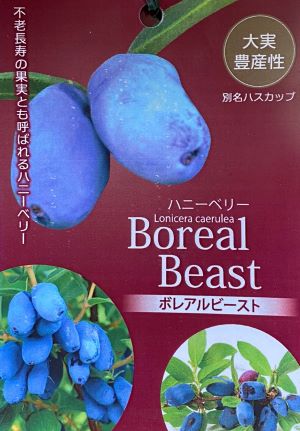 楽天市場】ハスカップ 苗木 苗 ハスカップ 《果樹苗》 : 日本花卉