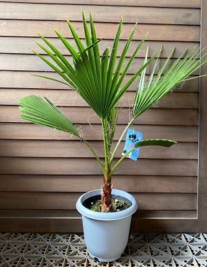 【現品】ワシントンヤシ（ワシントニアパーム）9号　W3番 楽天市場】【現品発送】ワシントンヤシ(ワシントニア) 10号