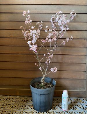 楽天市場】【サクラ属】高性啓翁桜（ケイオウ）5号ポット(接木苗
