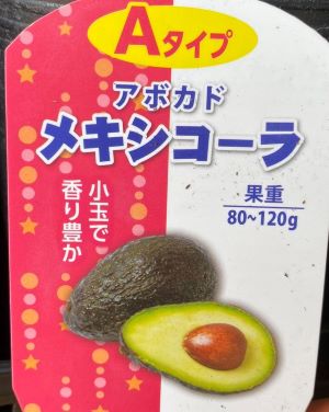 アボカド　穂木　ウインターメキシカン アボカド ウィンターメキシカン Aタイプ 苗 販売 苗木部 By 花