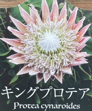 高さ80㎝　お花6本立ちキングプロテア・リトルプリンス８号鉢 キングプロテア リトルプリンス【花苗 6号鉢大苗／1個売り】｜ 【植物