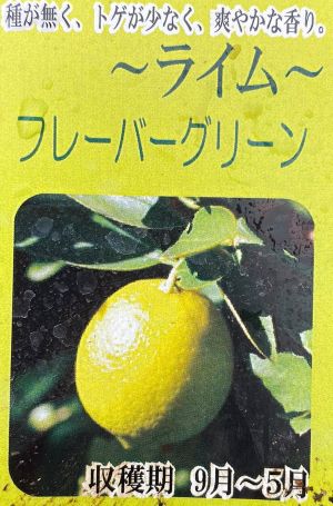 フレーバーグリーン 4寸鉢植え 果樹苗 フレーバーグリーン 4寸鉢植え 果樹苗