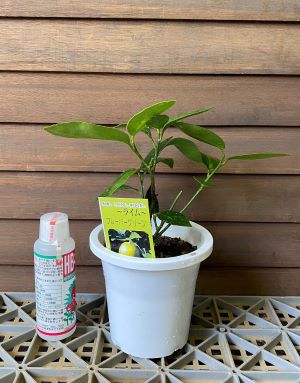 フレーバーグリーン 4寸鉢植え 果樹苗 フレーバーグリーン 4寸鉢植え 果樹苗