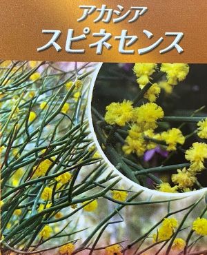 楽天市場】アカシア スピニーワトル（スピネセンス） 5寸鉢植え : 日本花卉ガーデンセンター annex