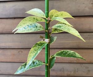 斑入りアラカシ 6寸鉢植え 斑入り葉のアラカシ 苗 苗木 庭木
