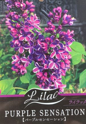 ライラック　　木臼 ライラック 木臼 ライラック | 商品一覧 | 園芸ネット