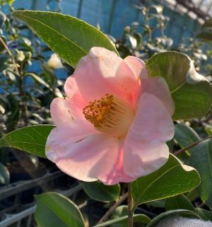 楽天市場】2026年開花苗 椿 西王母 苗木 一重咲き ピンク花 中輪