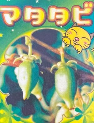 楽天市場】大株 チョコレートの木（カカオの木）《熱帯果樹苗