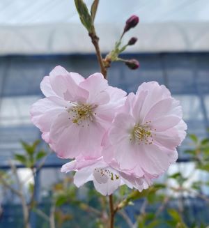 桜　苗木　アーコレード桜　 苗木 あーこれーど　　苗木　苗　 【庭木 花木 桜 サクラ さくら】