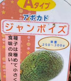 アボカド　スチュワート Amazon.co.jp: 【予約受付中】アボカド スチュワート 1年生接木