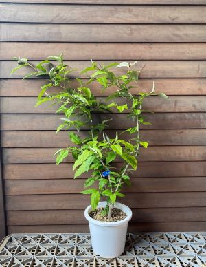 楽天市場】ナツグミ 1年生苗 : 苗木部 by 花ひろばオンライン