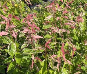 桜　苗木　吉田錦　斑入り山桜：フイリヤマザクラ（桜） 苗木 さくら 苗 サクラ　６寸鉢植え