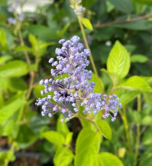 楽天市場】セアノサス パシフィックブルー 4号鉢植え苗(d08) : 千草園芸