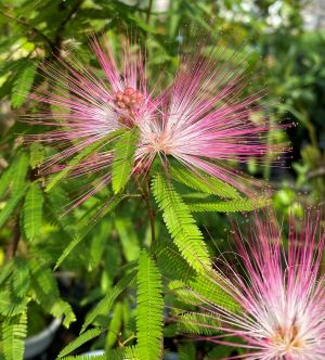 楽天市場】ネムノキ（ピンク）苗木 6号 : 千草園芸