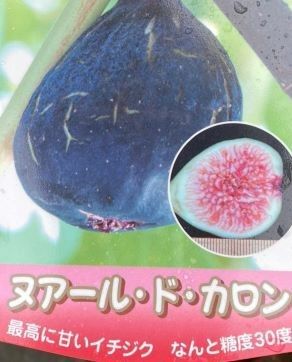 楽天市場】いちじく 苗木 ゴールドファイガー （イチジク） ：《果樹苗