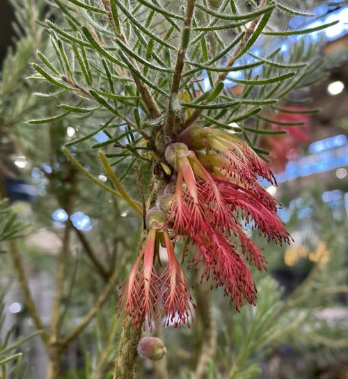 ★熱帯果苗★赤皮赤肉グアバ苗 | 大実グァバ苗 (グアバ苗)(赤実) 取木苗 | 果物