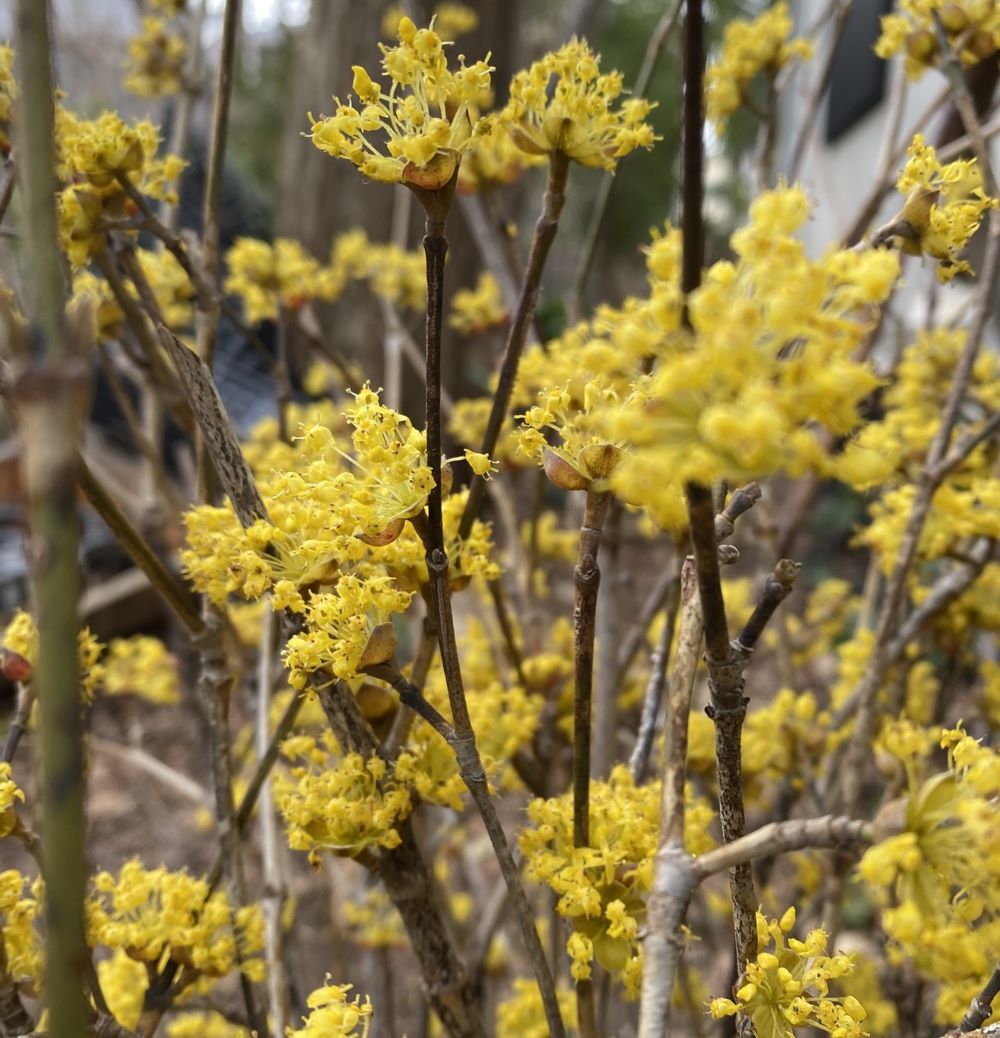 楽天市場】【ミズキ属】サンシュウ（山茱萸）金時3.5号ポット : 産直花