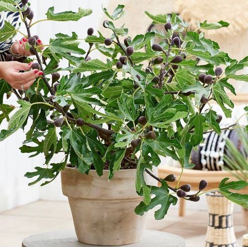 sugar fig イチジク いちじく 穂木 苗 楽天市場】いちじく 苗木 シュガーイチジク《果樹苗》無花果