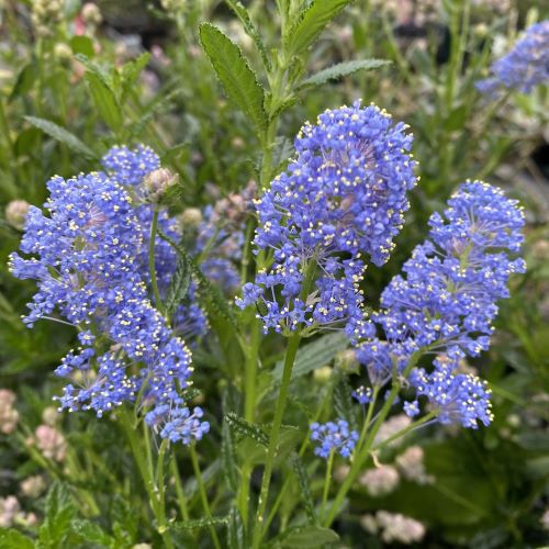 楽天市場】ハイノキ 青花 アオバナハイノキ 5寸鉢植え : 日本