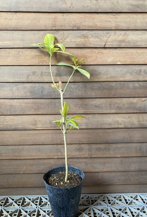 トゥーシキミ （ハッカク 八角茴香） 八角茴香 ４寸ポット植え お一人様１本でお願いします。