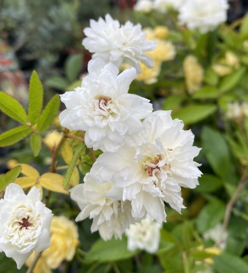 楽天市場】白花 モッコウバラ 6号サイズ 鉢植え 鉢花 バラ ばら