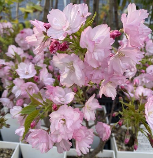 楽天市場】ネコヤナギ ピンクネコヤナギ 5号鉢植え ねこやなぎ 猫柳