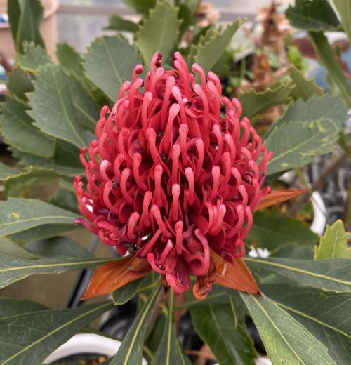 テロペア・スペシオシマ（スペシオシッシマ）6寸鉢植え 苗 若木 庭木 ＊花・蕾は有りません！