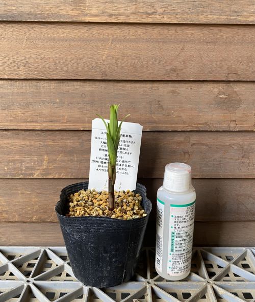 楽天市場】【送料無料】初夏の山野草 タモトユリ 1球 : 片岡笑幸園