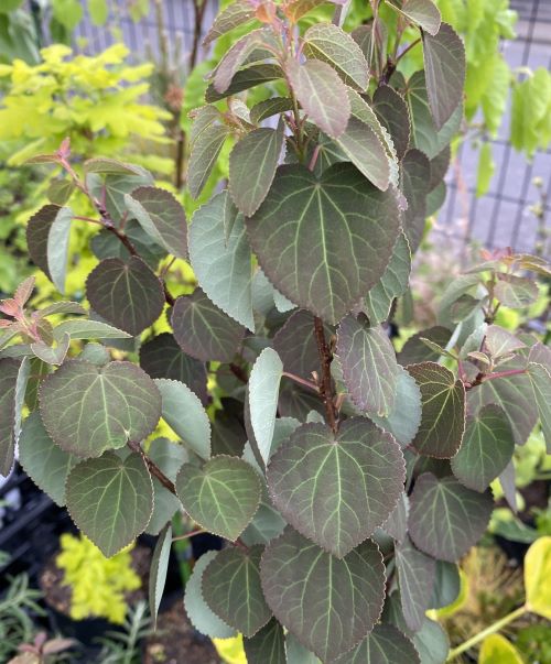 桂の木（カツラノキ）　レッドフォックス　銅葉の桂の木（紫葉の桂の木）　６寸鉢植え　苗　苗木