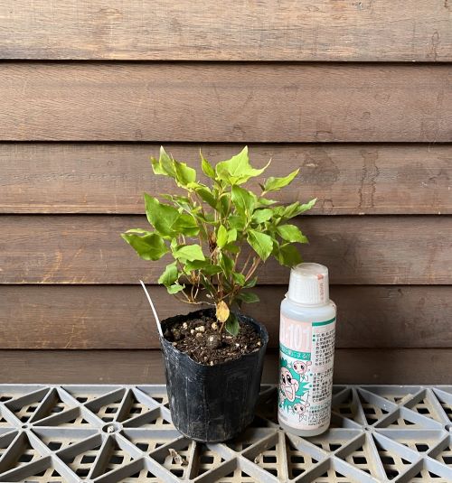 楽天市場】【送料無料】ツタ 斑入り「五色ヅタ」A : 片岡笑幸園「悠々