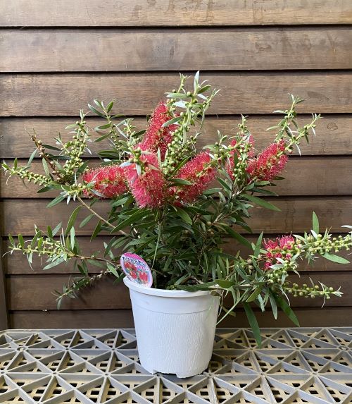 特大。カリステモン ドーソンリバー2.7M(鉢底から) Amazon.co.jp: ITANSE カリステモン ドーソンリバー 7号大苗