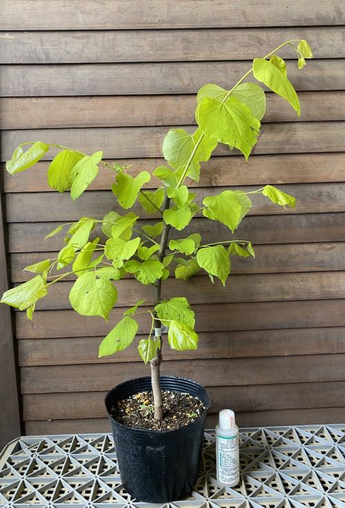 楽天市場】【現品発送】アメリカハナズオウ ハートオブゴールド 苗木 9