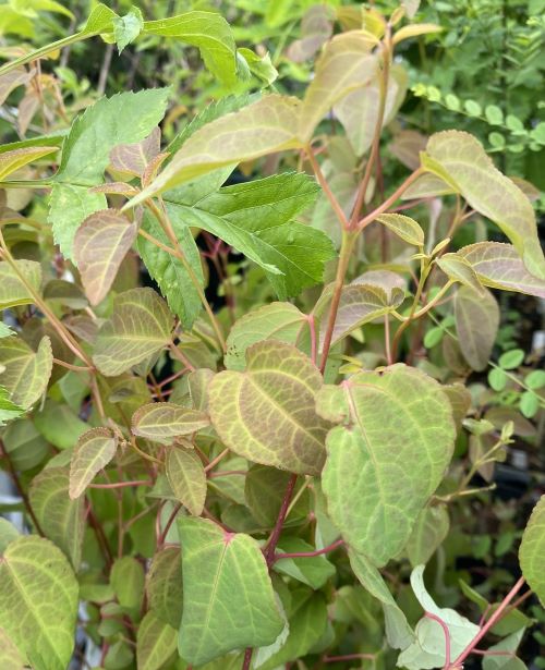 希少な落葉樹 良品の アオモジ 437 樹高2.1m位 青文字 高級楊枝 希少な落葉樹 良品の アオモジ 437 樹高2.1m位 青文字 高級楊枝 希少